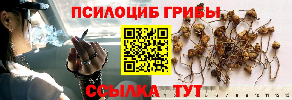 Псилоцибиновые грибы Psilocybe Иркутск